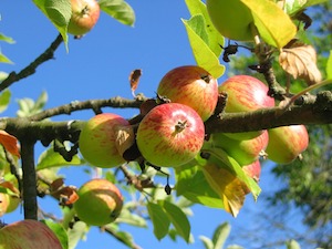 apple tree branch