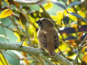 birds in tree