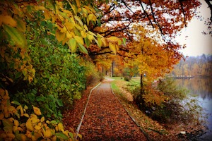 colorful autumn leaves