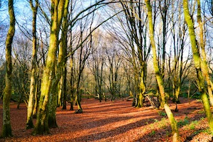 november trees