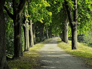 chestnut trees summer woods