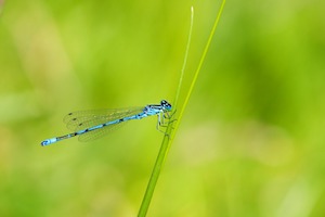 azure damselfly