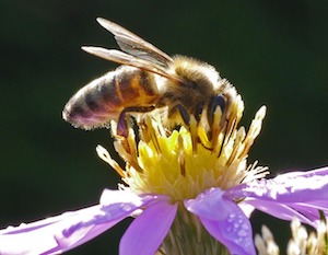 bee in august