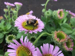 bee on flower