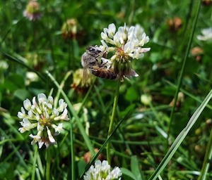 bee on clover