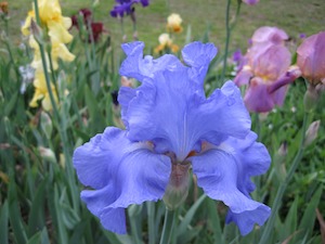 blue iris