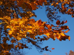 leaves on branch