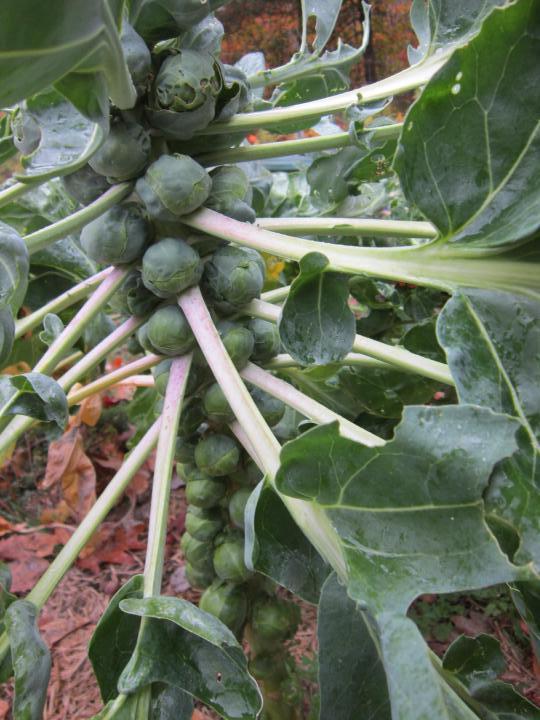 These will be delicious to get out and bake or steam when the snow flies. 