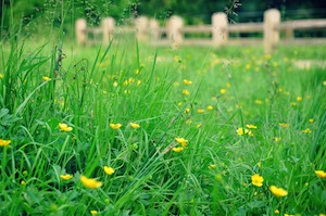 buttercups in meadow