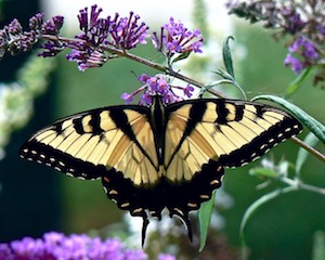 yellow butterfly