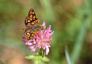 butterfly on clover