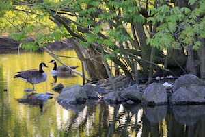 geese nesting