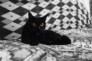 black cat on bed