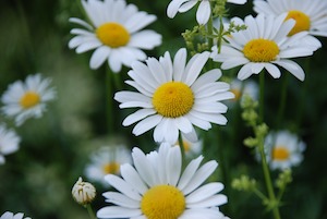 daisies