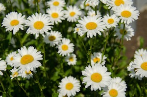 daisies