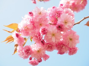 cherry tree blossoms