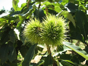 chestnut spikes