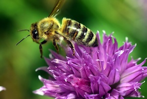 bee on chive blossom