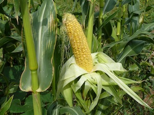 corn harvest