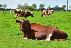 cows in summertime