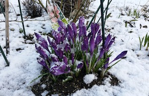 crocus in snow