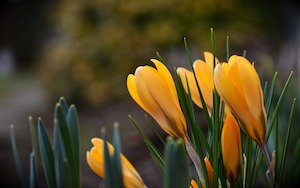 first spring blooms