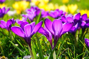 crocus blooming