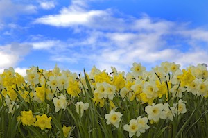 daffodil fields