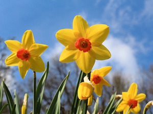 daffodils in spring