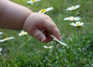 daisies