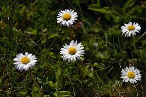 daisies