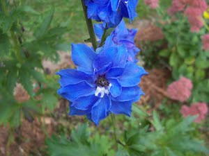 delphinium