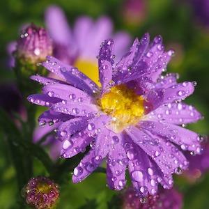 raindrops on aster