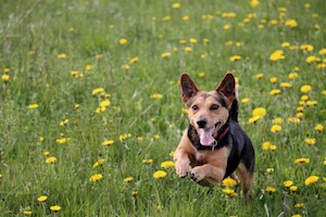 dog in dandelions