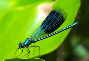 dragonfly