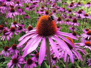 echinacea