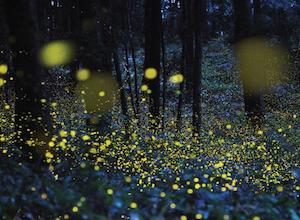 fireflies at night