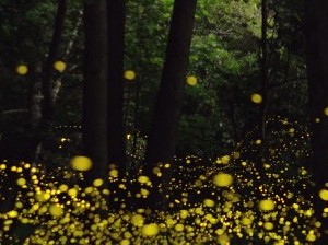 fireflies