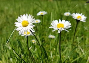 April daisies