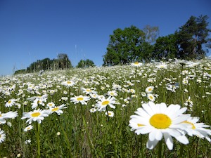 daisies in field