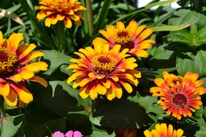 flowers zinnias