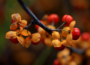 autumn fruit