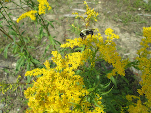 goldenrod