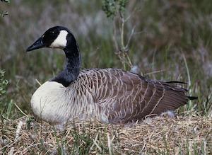 goose laying