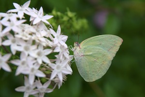 green lady