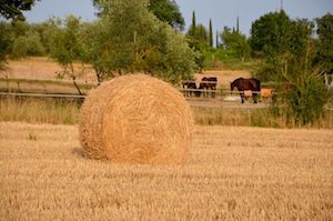 summer hay