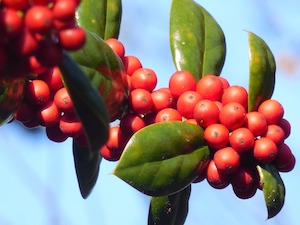 winter berries