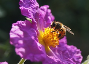 honeybee on flower