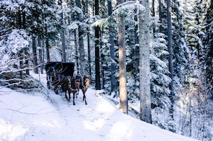 horse in winter