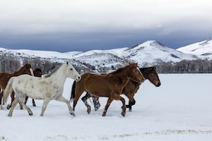 horses in snow country